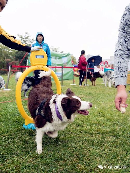 今日动物爆料最新消息图片,奇趣瞬间，捕捉动物界的瞬间精彩